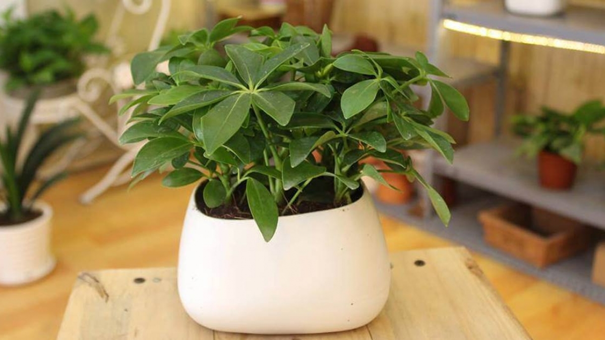 Top 20 cây phong thủy trong nhà mang lại sức khỏe, may mắn và tài lộc cho gia chủ