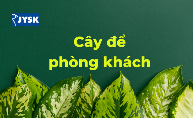 Tham khảo cây để phòng khách giúp gia chủ phát tài, may mắn