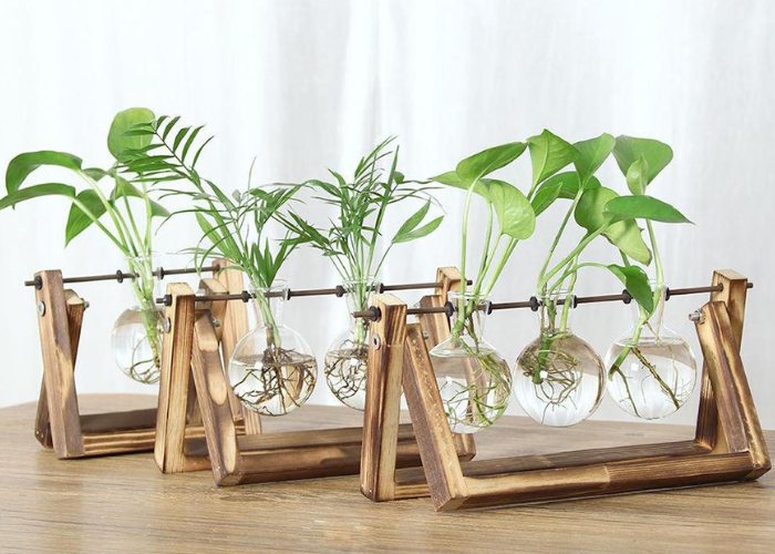 Top các loại cây thủy sinh dễ trồng, dễ chăm sóc trang trí không gian xanh cho tổ ấm của bạn