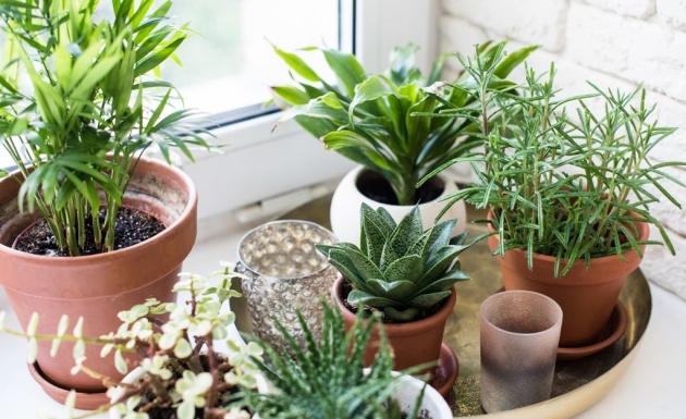 Mệnh Mộc hợp cây gì? Top 10+ loại cây hợp mạng mộc mang lại tài lộc, may mắn