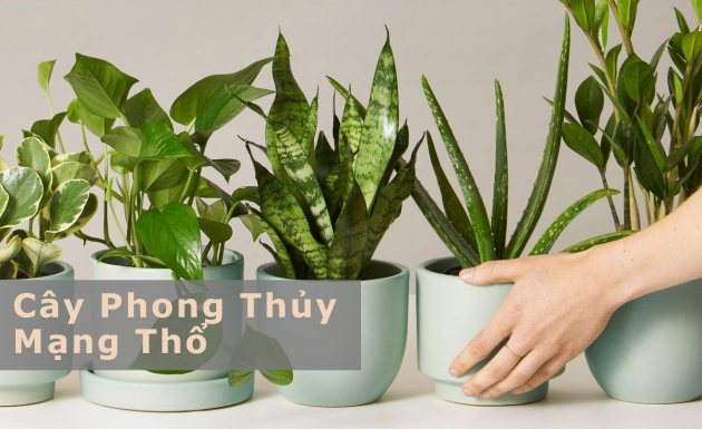 Cây phong thủy mạng thổ: Ý nghĩa, công dụng và cách chăm sóc